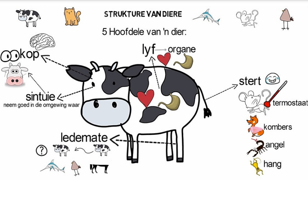 Diagram of a cow in Afrikaans showing the five main parts of an animal: head (kop), body (lyf), limbs (ledemate), senses (sintuie), and tail (stert). The diagram includes labels for organs, sensory functions, and other descriptive elements that help children learn animal structure.