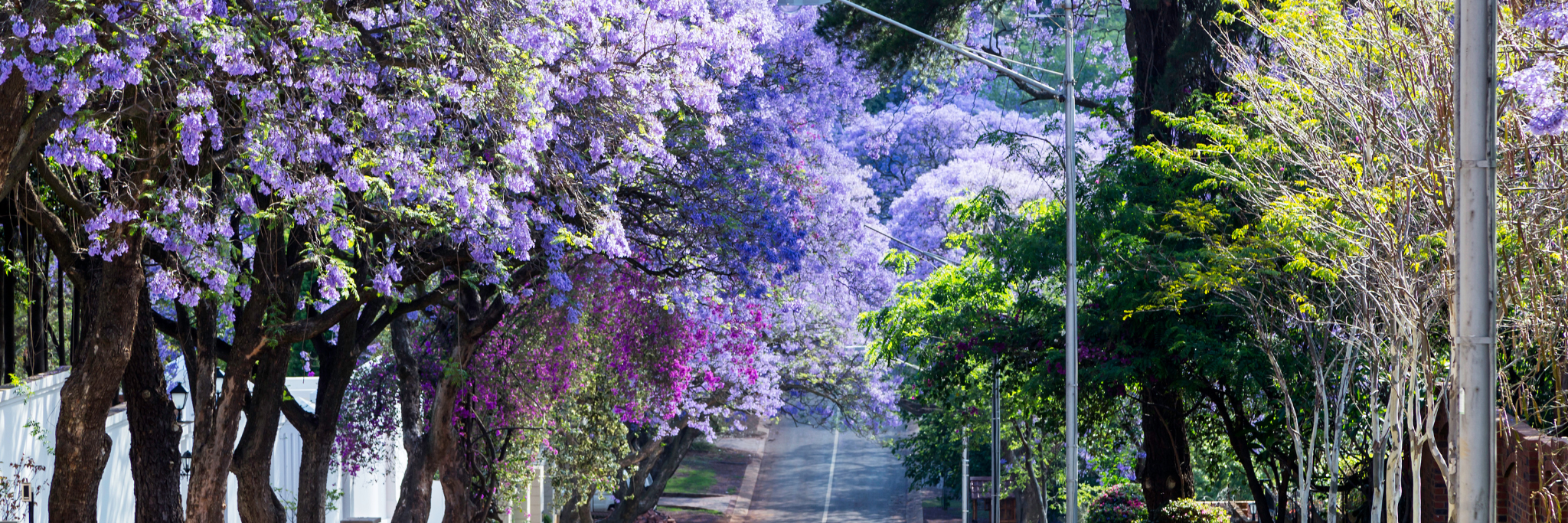 Jacaranda Trees in Pretoria