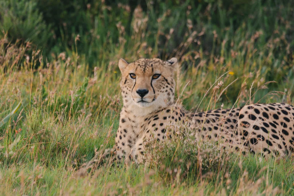 Nyosi Cheetah relaxing in the long grass
