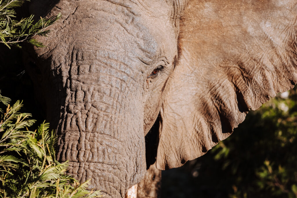 Elephant at Nyosi Game Reserve