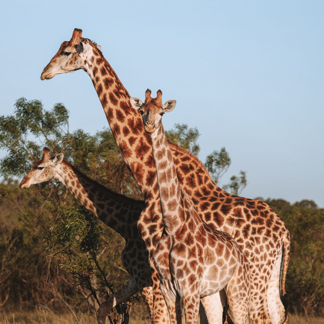Nyosi giraffes grazing