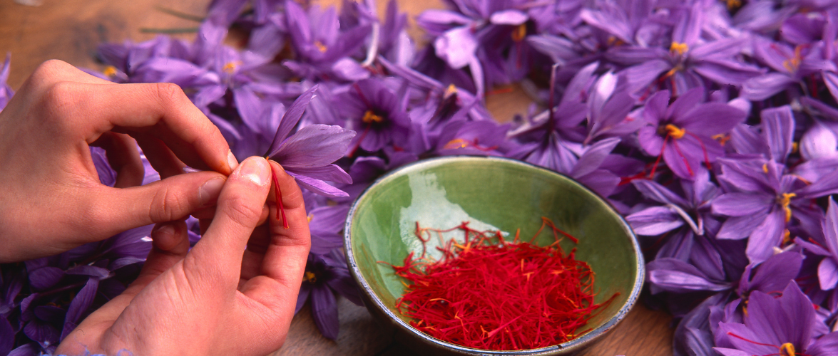 Vie&Sante - Saffron is carefully harvested by hand by picking out the flower stamen strands that contains the saffron compounds.