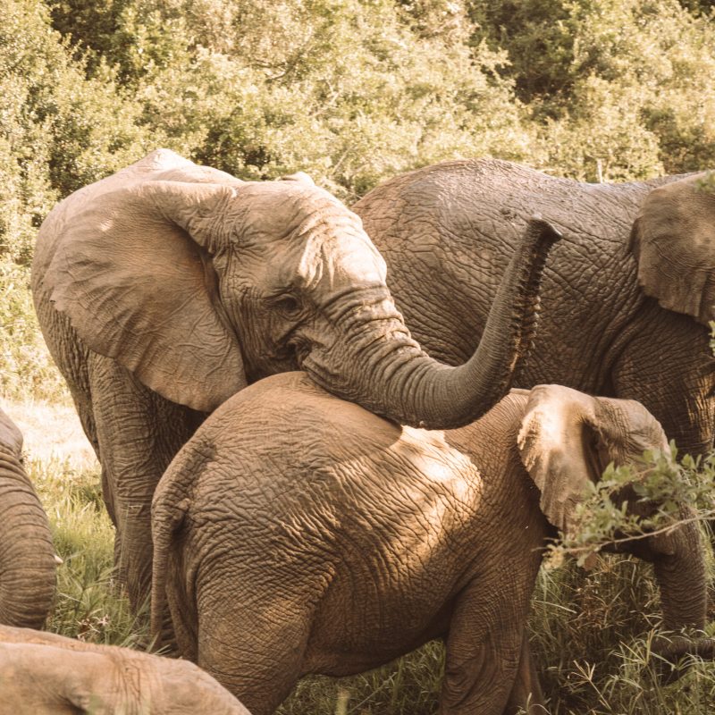 Elephant at Nyosi Game Reserve